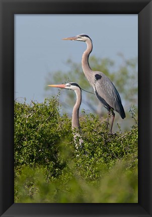 Framed Great Blue Heron, pair in habitat, Texas Print