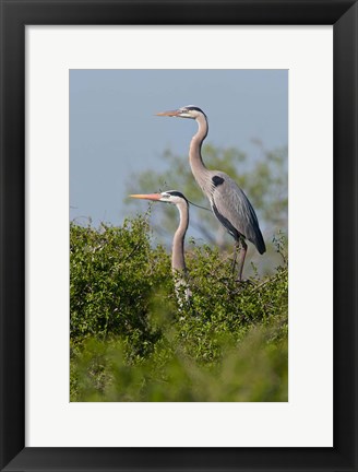 Framed Great Blue Heron, pair in habitat, Texas Print