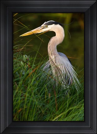 Framed Great Blue Heron, stalking prey in wetland, Texas Print