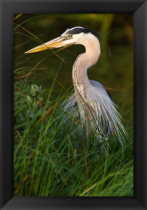 Framed Great Blue Heron, stalking prey in wetland, Texas Print