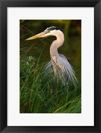 Framed Great Blue Heron, stalking prey in wetland, Texas Print