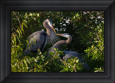 Framed Great Blue Heron, pair in habitat, Texas Print