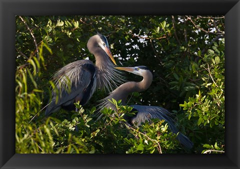 Framed Great Blue Heron, pair in habitat, Texas Print