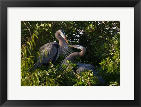 Framed Great Blue Heron, pair in habitat, Texas Print