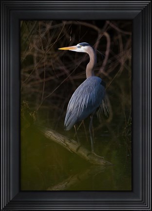 Framed Great Blue Heron roosting, willow trees, Texas Print