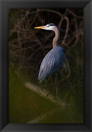 Framed Great Blue Heron roosting, willow trees, Texas Print