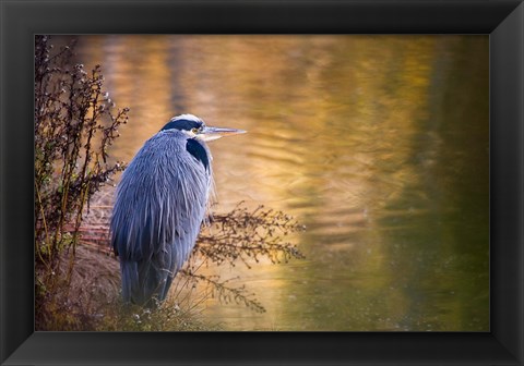 Framed Washington, Seabeck Great Blue Heron bird Print