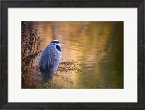 Framed Washington, Seabeck Great Blue Heron bird Print