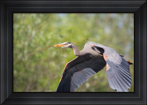 Framed Great Blue Heron (Ardea herodias) with branch in bill, Washington Print