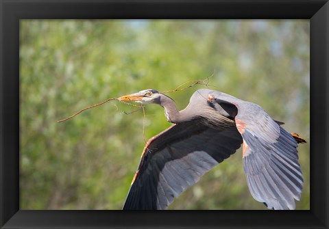 Framed Great Blue Heron (Ardea herodias) with branch in bill, Washington Print