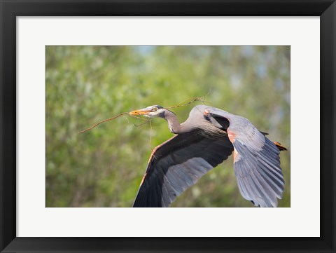 Framed Great Blue Heron (Ardea herodias) with branch in bill, Washington Print