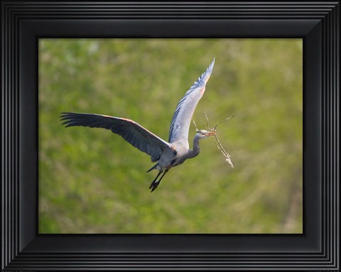 Framed Washington Great Blue Heron flies with branch in its bill Print
