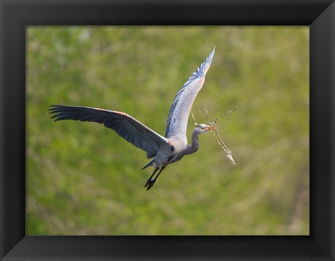 Framed Washington Great Blue Heron flies with branch in its bill Print