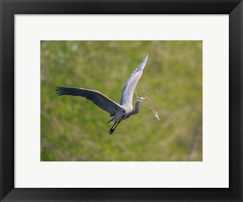 Framed Washington Great Blue Heron flies with branch in its bill Print