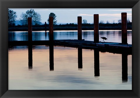 Framed Washington, Great Blue Heron bird Print