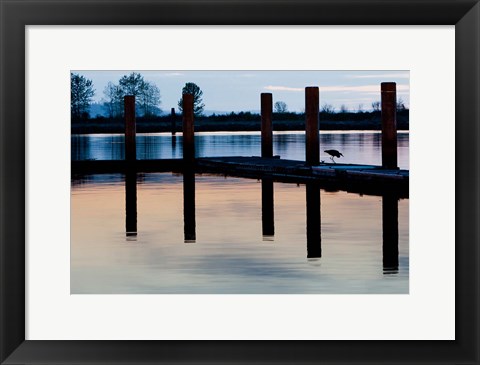 Framed Washington, Great Blue Heron bird Print