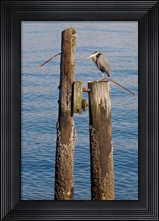 Framed Great Blue Heron bird, Elliott Bay Print
