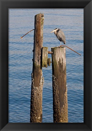Framed Great Blue Heron bird, Elliott Bay Print