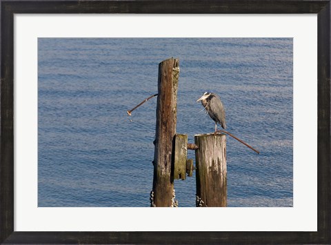 Framed WA, Seattle, Great Blue Heron bird, Elliott Bay Print