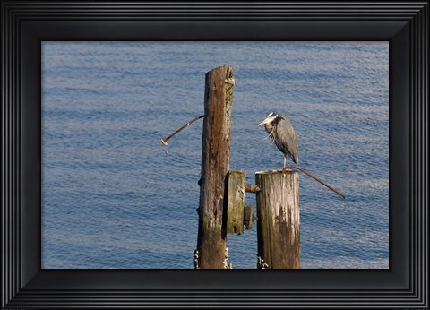Framed WA, Seattle, Great Blue Heron bird, Elliott Bay Print