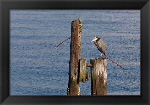 Framed WA, Seattle, Great Blue Heron bird, Elliott Bay Print