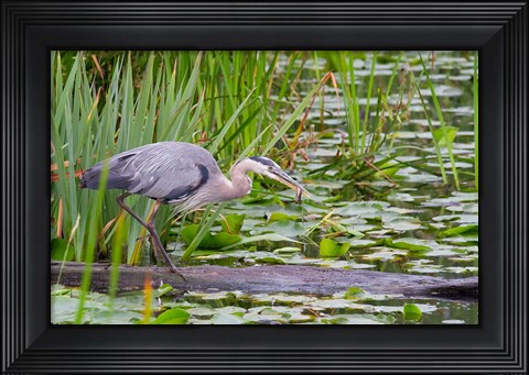 Framed Great Blue Heron bird, Juanita Bay Wetland, Washington Print