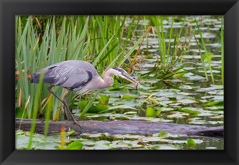 Framed Great Blue Heron bird, Juanita Bay Wetland, Washington Print