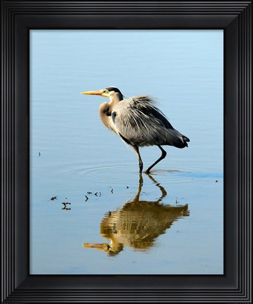 Framed Great Blue Heron in Ridgefield NWR, Ridgefield, Washington Print