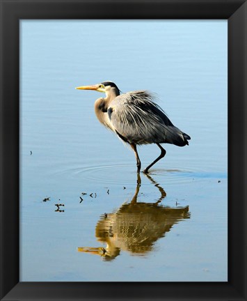 Framed Great Blue Heron in Ridgefield NWR, Ridgefield, Washington Print