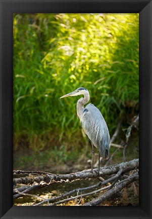 Framed Great Blue Heron, Washington State Print