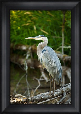 Framed Washington State, Great Blue Heron Print