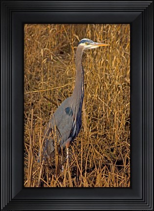 Framed Washington, Seattle, Discovery Park Great Blue Heron Print