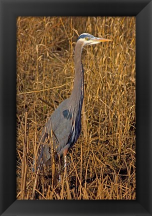 Framed Washington, Seattle, Discovery Park Great Blue Heron Print