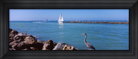 Framed Great Blue Heron perching on a rocks Print