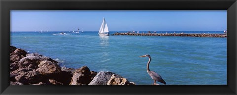 Framed Great Blue Heron perching on a rocks Print