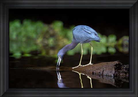 Framed Little Blue Heron Print