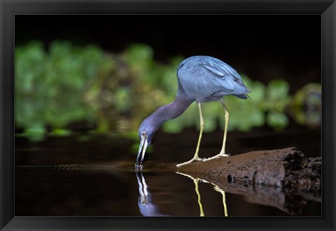 Framed Little Blue Heron Print