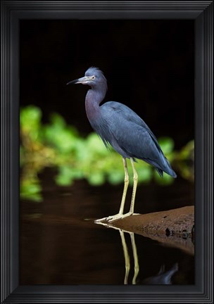 Framed Little Blue Heron, Costa Rica Print