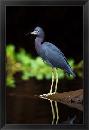 Framed Little Blue Heron, Costa Rica Print