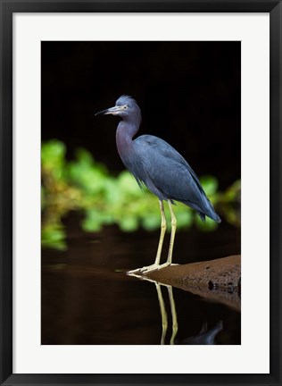 Framed Little Blue Heron, Costa Rica Print