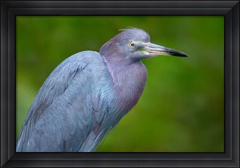 Framed Little Blue Heron), Tortuguero, Costa Rica Print
