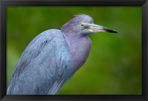 Framed Little Blue Heron), Tortuguero, Costa Rica Print