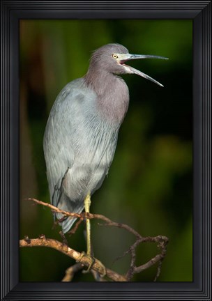 Framed Little Blue Heron (Egretta caerulea), Tortuguero, Costa Rica Print