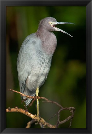 Framed Little Blue Heron (Egretta caerulea), Tortuguero, Costa Rica Print