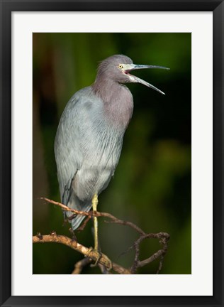 Framed Little Blue Heron (Egretta caerulea), Tortuguero, Costa Rica Print