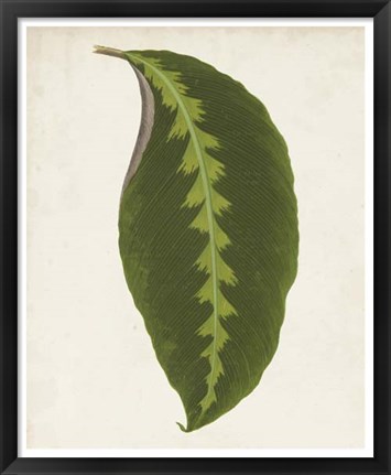 Framed Graphic Leaf I Print