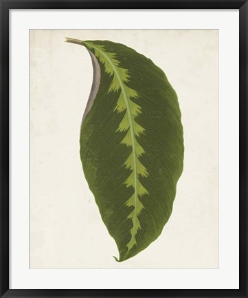 Framed Graphic Leaf I Print
