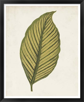 Framed Graphic Leaf II Print
