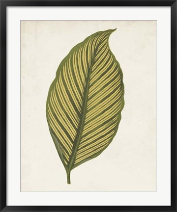 Framed Graphic Leaf II Print