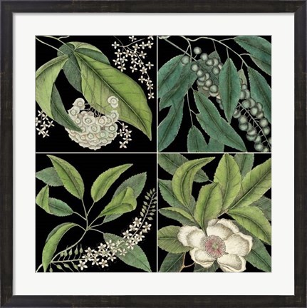 Framed Graphic Botanical Grid I Print